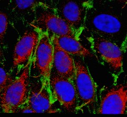 MilliporeSigma Mouse anti-PAFAH 1B3, Clone: 3E4.1, 100&mu;g:Antibodies,